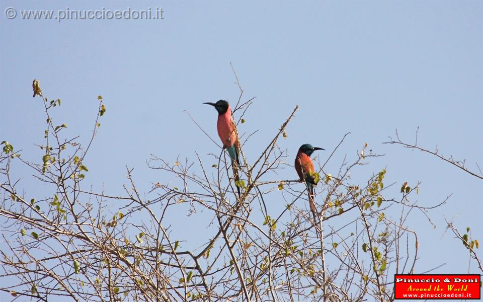 Ethiopia - 650 - Honeyeater Bird.jpg